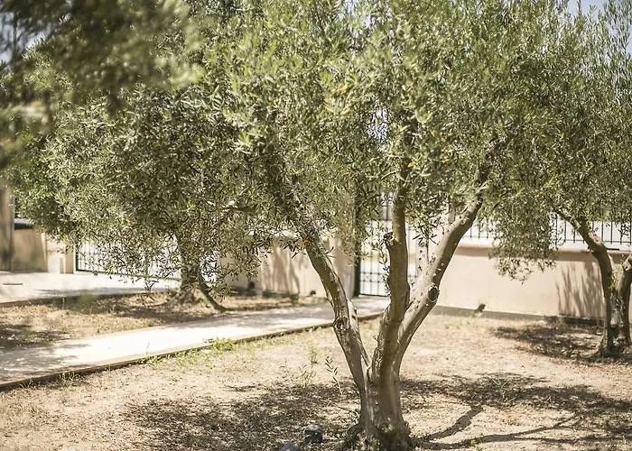 Olive Tree דירה *