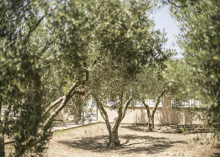 Olive Tree