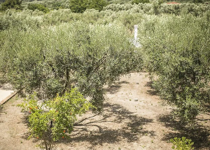 דירה Olive Tree *