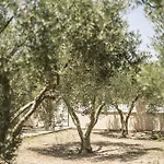 Olive Tree