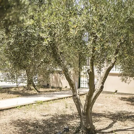 Olive Tree דירה *
