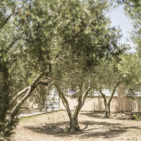 Olive Tree