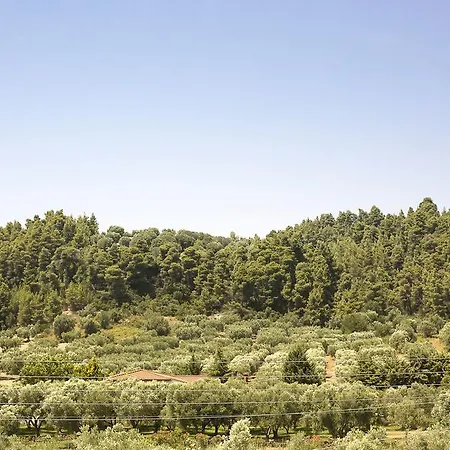 דירה Olive Tree *