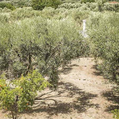 Appartamento Olive Tree *